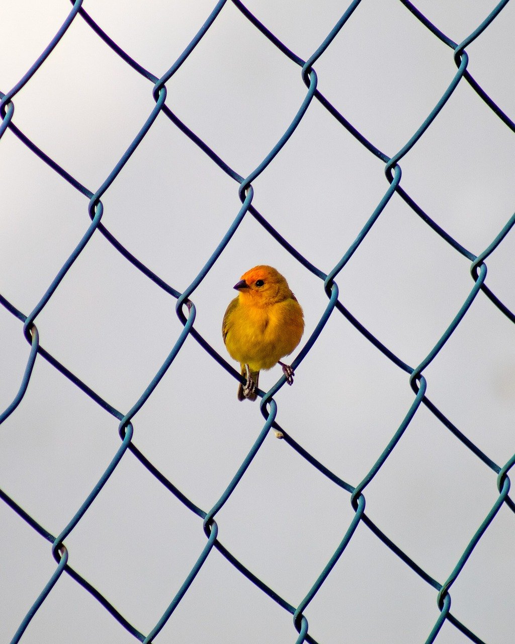 bird, fencing, beak-7756521.jpg