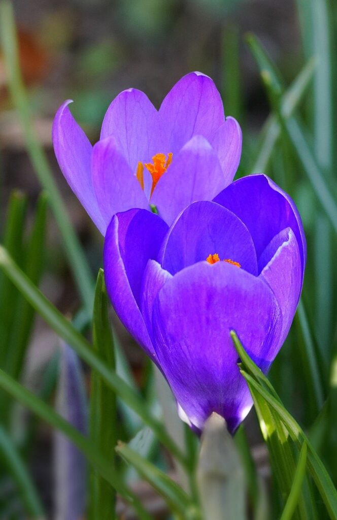 phone wallpaper, purple crocus, purple flowers-7796867.jpg